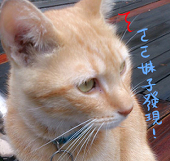 GURU睡眠不足