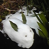 はまち（かんぱち）