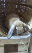 ドリス