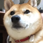 Shirobon