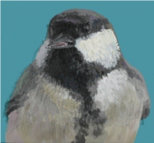シジュウカラ