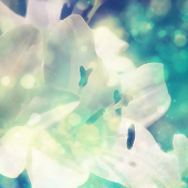 amane.