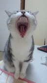 しのりん