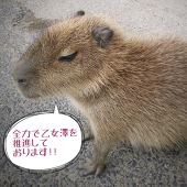 コロ蔵