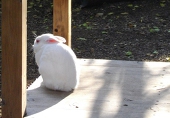 ららるうな