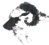 サイト