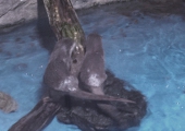 pikotto