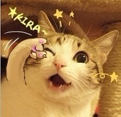 狸草草