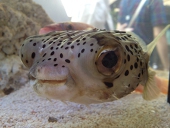 すけ