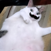猫法宝