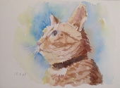 ひまわり猫