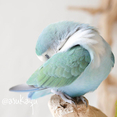 砂