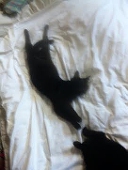 めしー