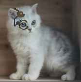 草櫻