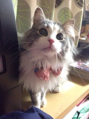 森野にあ