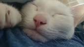 うたたね