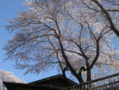 三世 琉羽