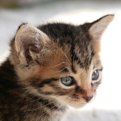 赤木ねこ