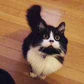 marlborocat