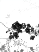 蓮華