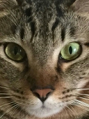 ukineko