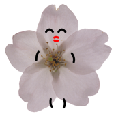 sutekoma_kun