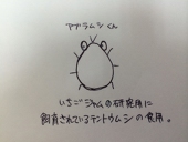 珠蟲