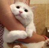 吉ムム