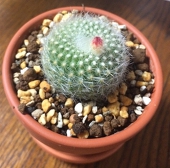 しもつきひこの