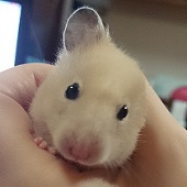 ただはる