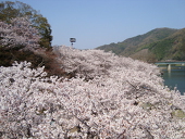 hikaru