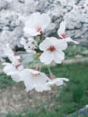 ふうりん