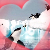 orca