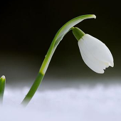 そのこ