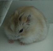 愚者