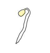 もやし