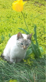 麻