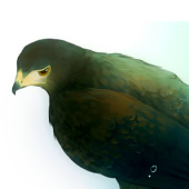 ただの鳥
