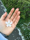 サルル
