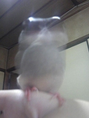ゆた