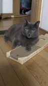 ぽふわもこし