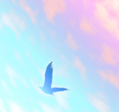 片山りよ