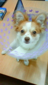 ゆずこ