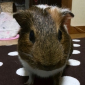 シオン