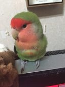 エンネルス