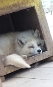 ぎんぎつね