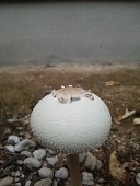 ことの