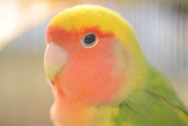 李々花