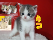 白夜 ネコ