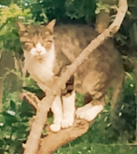 りんねこ